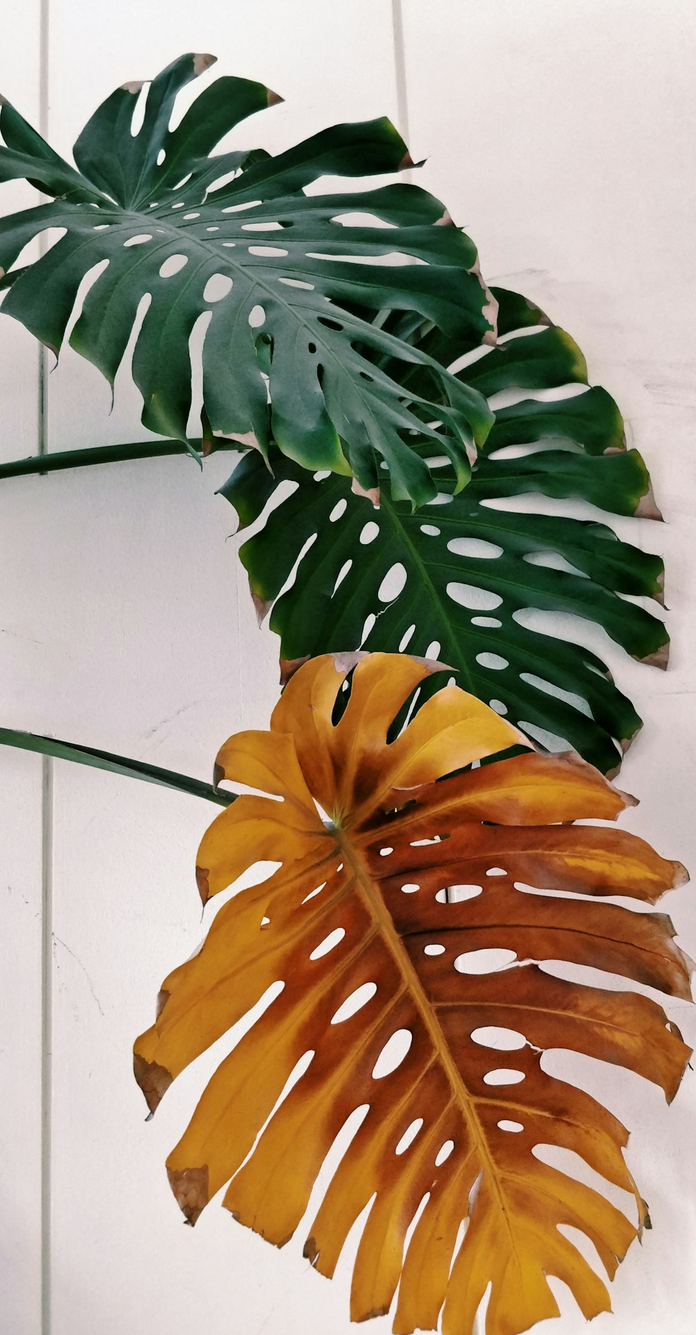 a green and yellow leaf on a white tile wall