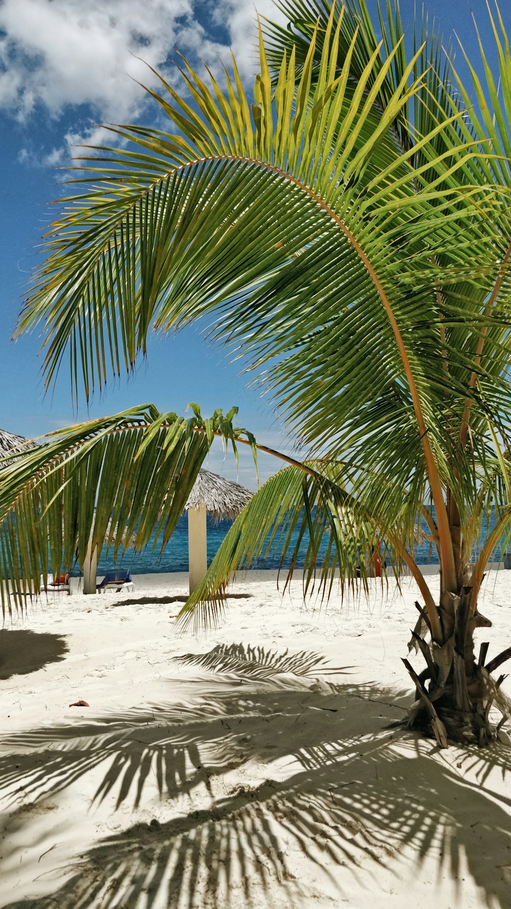 a palm tree on a sandy beach with the ocean in the background