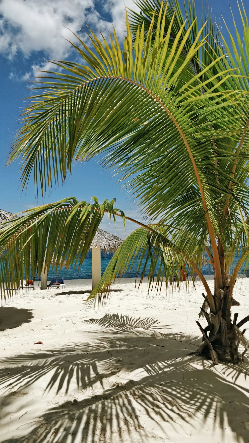 Una palmera en una playa de arena con el océano al fondo