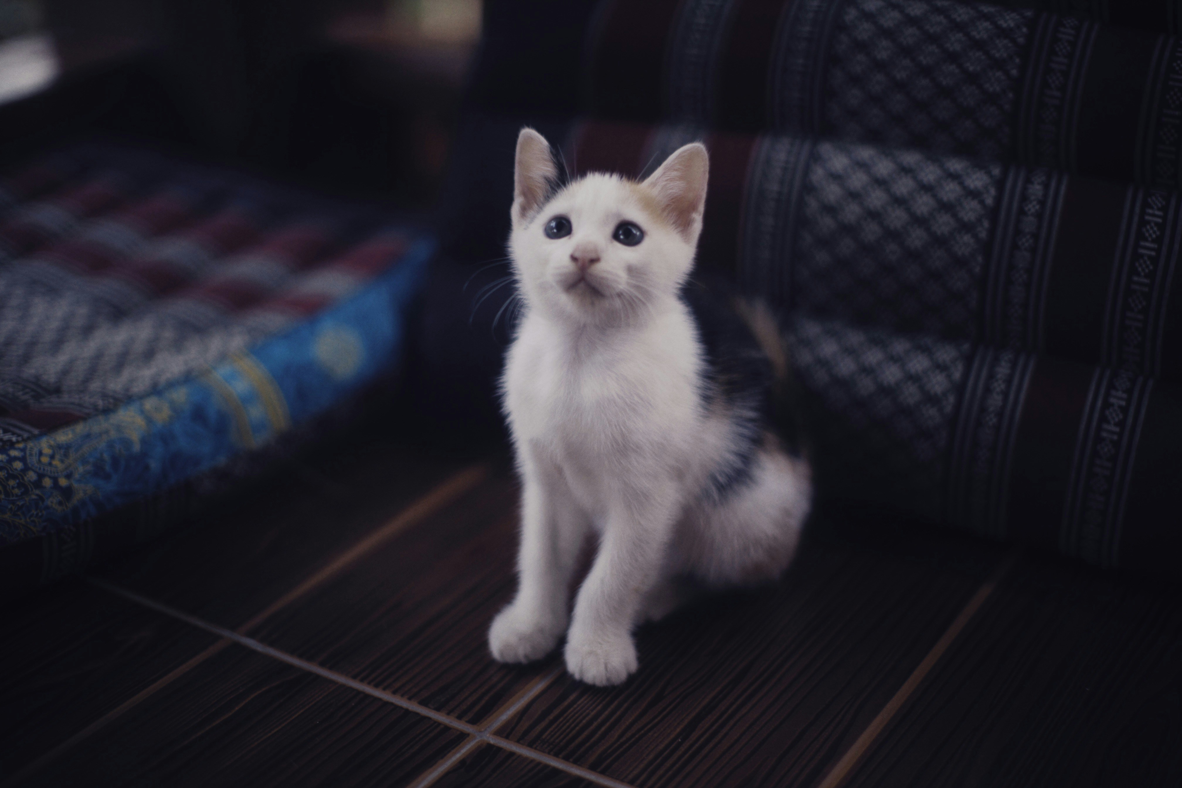 a small white kitten sitting on top of a wooden floor