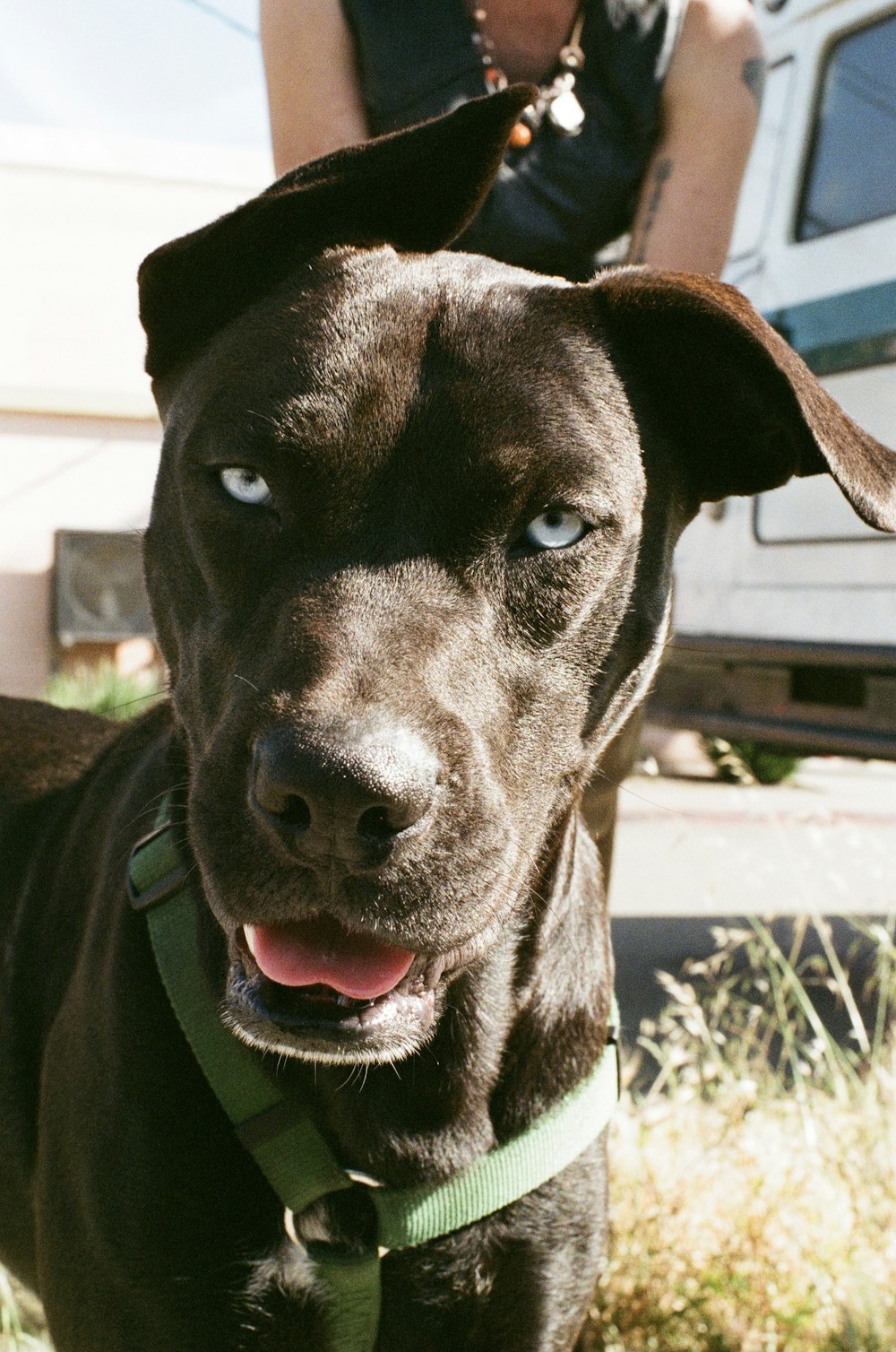 un gros plan d’un chien avec une personne en arrière-plan