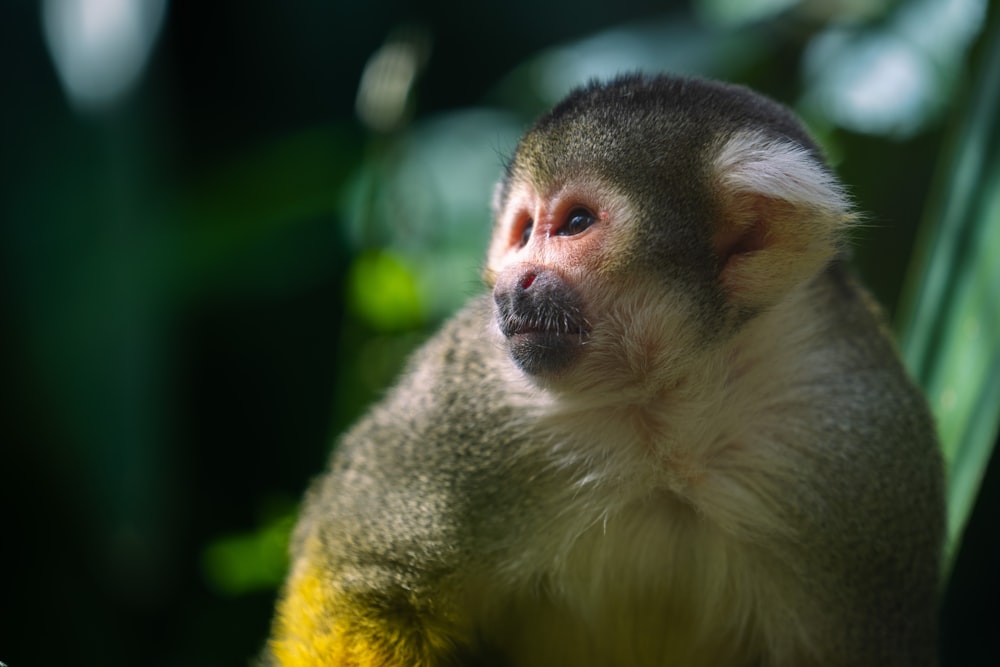 a close up of a monkey on a tree branch