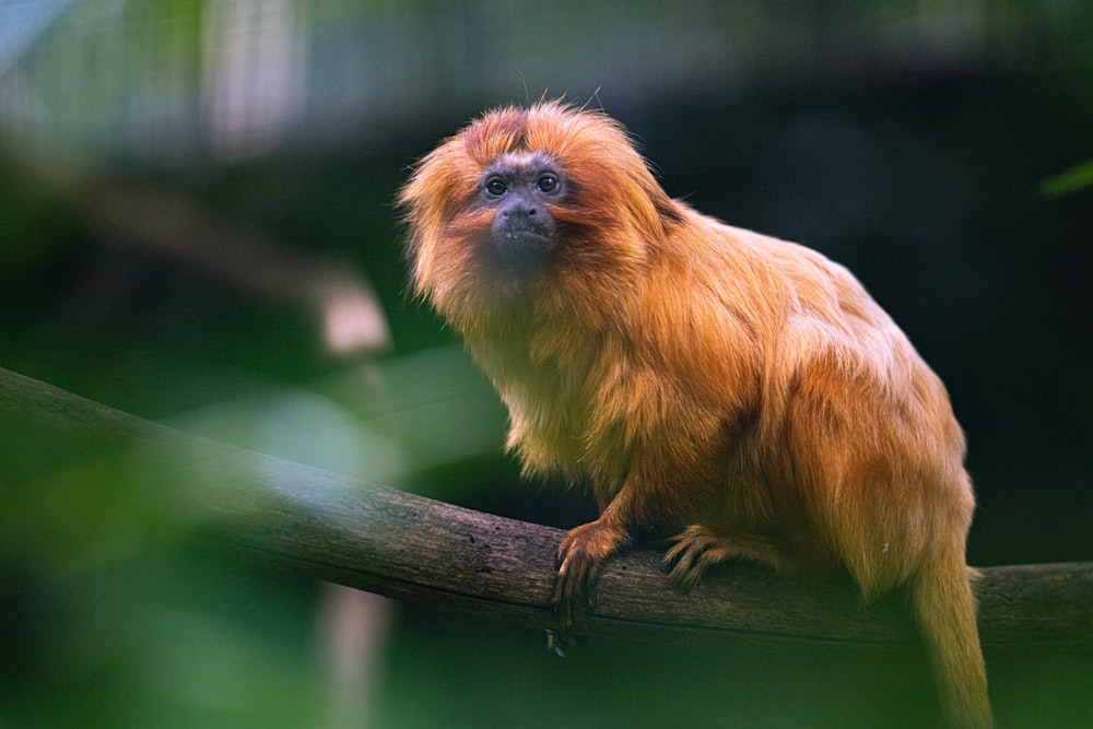 a small monkey sitting on a tree branch