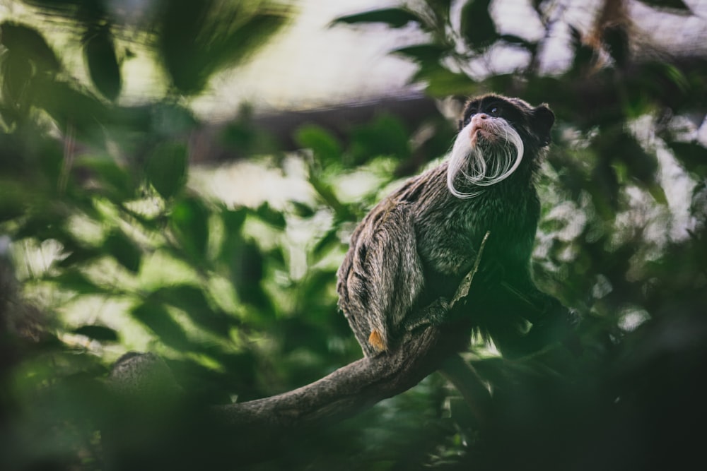 a monkey sitting on a tree branch with a moustache on it's