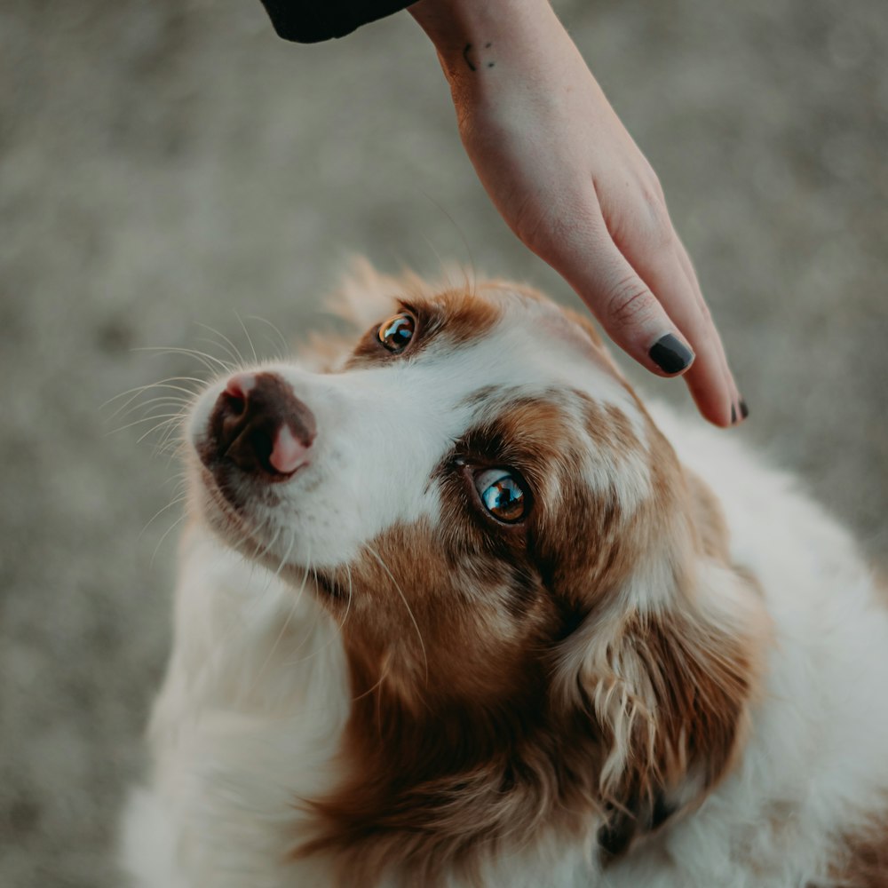 a person petting a brown and white dog