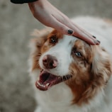 A hand with dark nail polish gently caresses the head of a happy dog with a mix of brown and white fur, showcasing its joyful expression.
