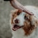 A hand with dark nail polish gently caresses the head of a happy dog with a mix of brown and white fur, showcasing its joyful expression.