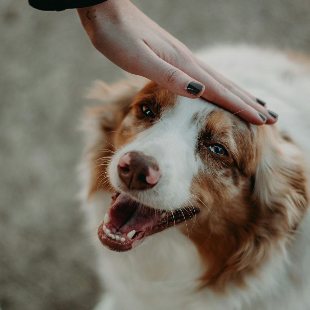 a person petting a brown and white dog