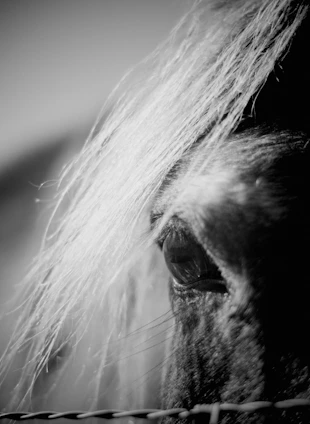 a black and white photo of a horse's eye