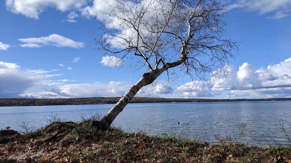 a tree leaning over on the shore of a lake