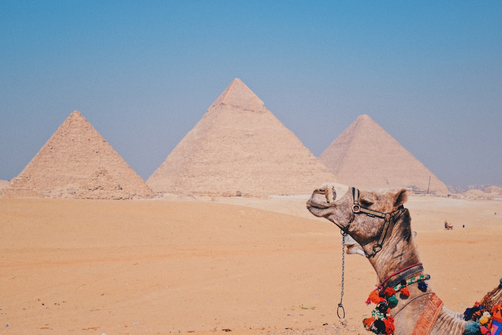 a camel in front of three pyramids in the desert