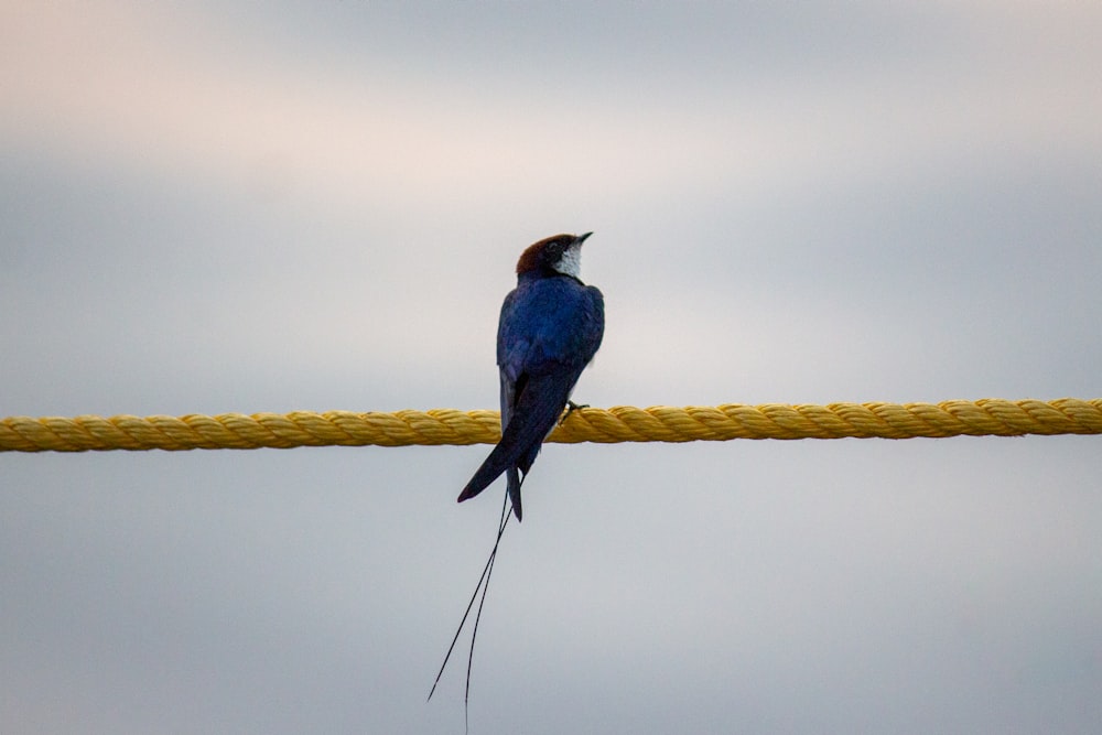 a blue bird sitting on top of a yellow rope