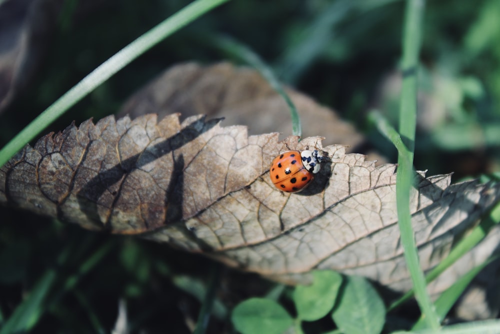 Una lady bug arrastrándose sobre una hoja en la hierba