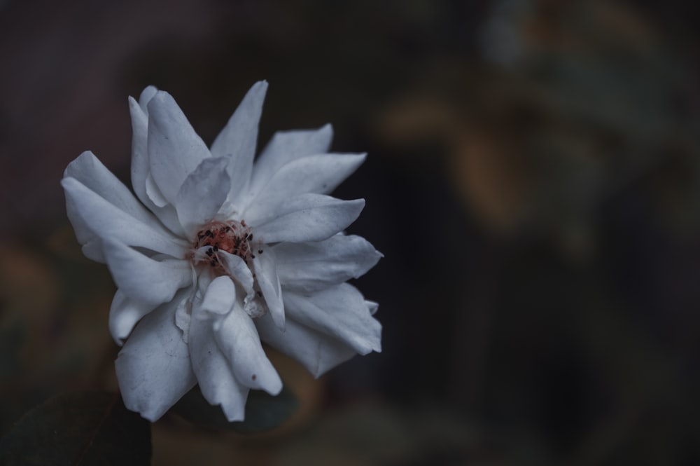 a close up of a white flower with a blurry background