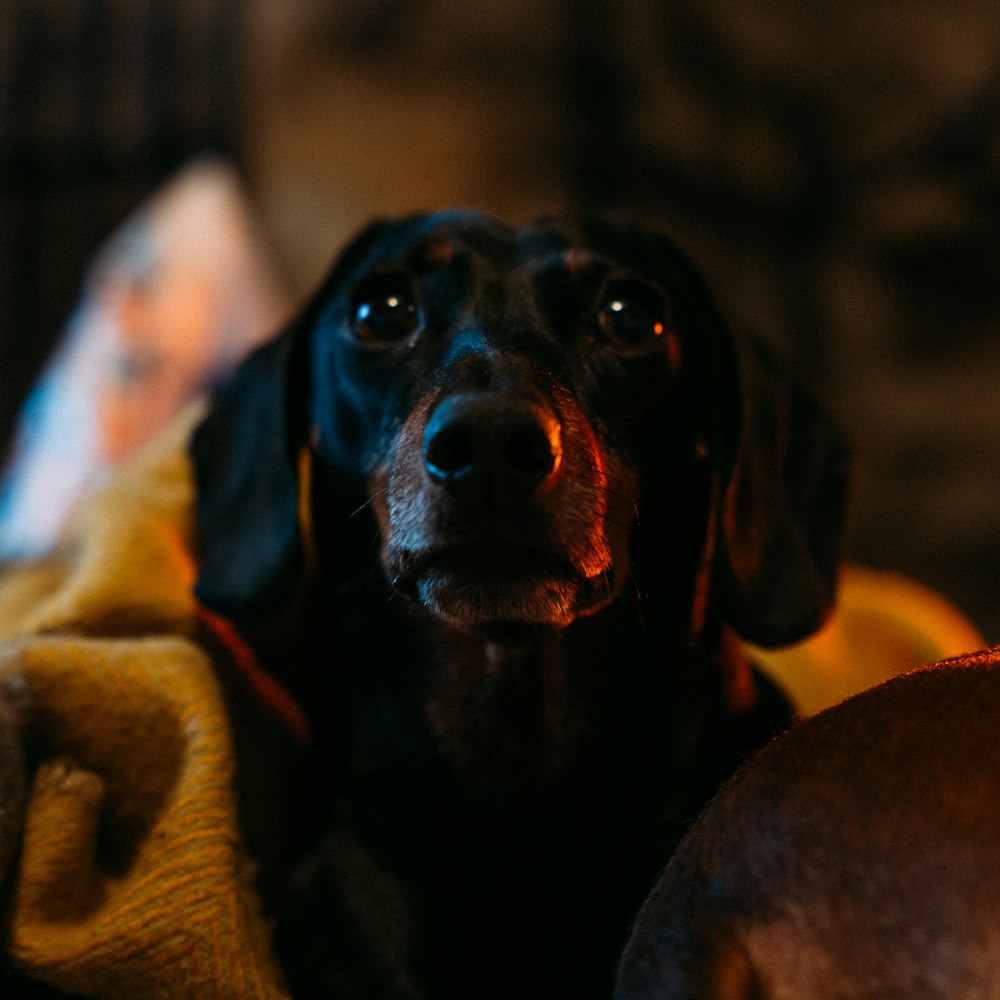 a close up of a dog laying on a bed