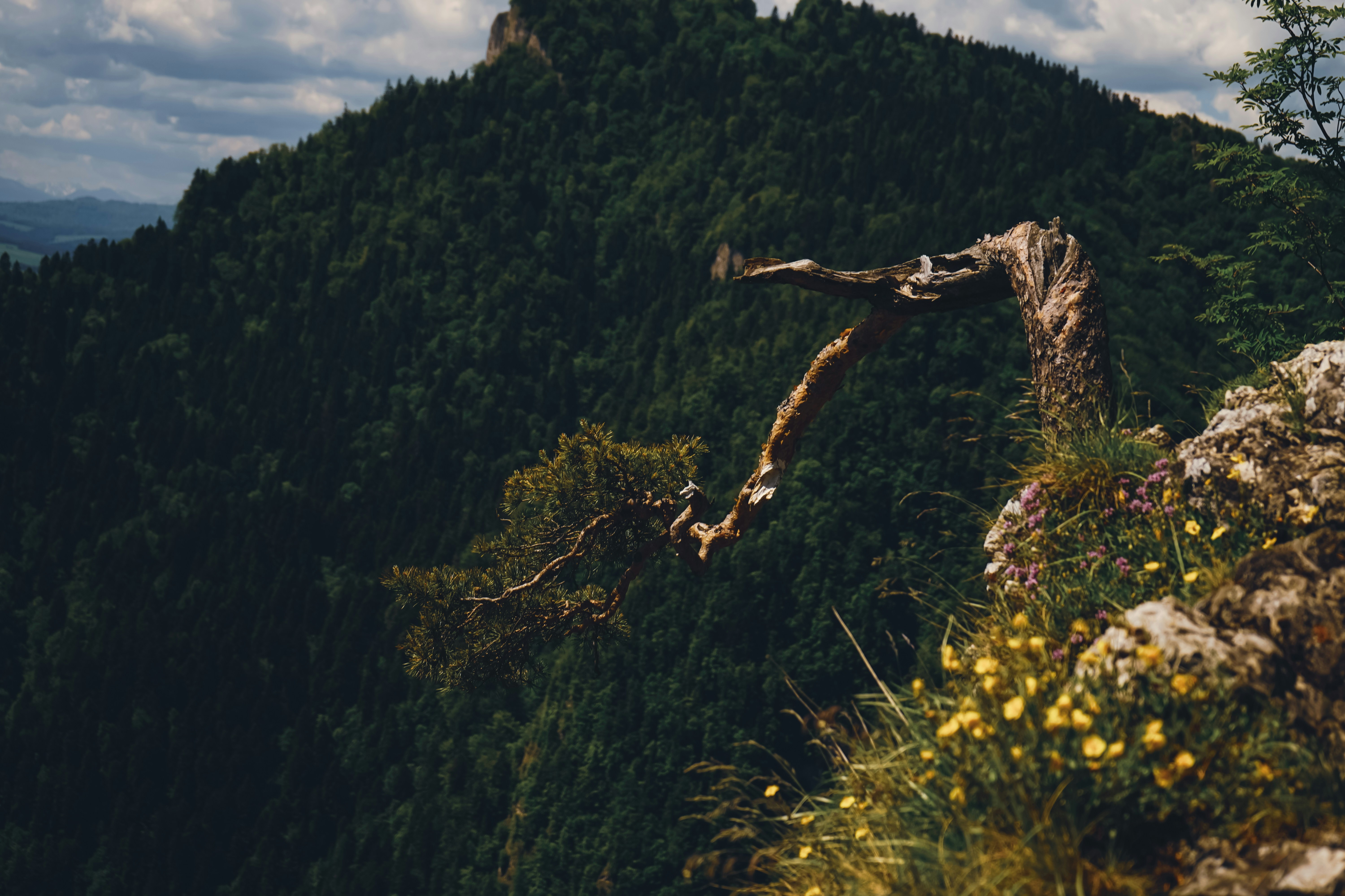 a tree branch sticking out of the side of a mountain
