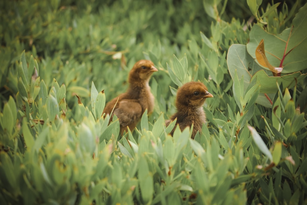 a couple of small birds standing in a field