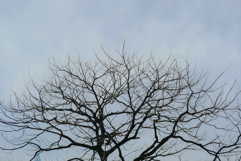 a bare tree with no leaves against a cloudy sky