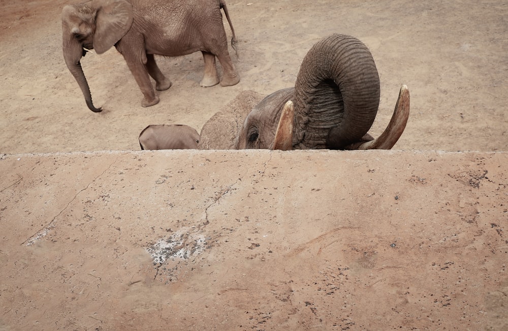 a group of elephants standing next to each other