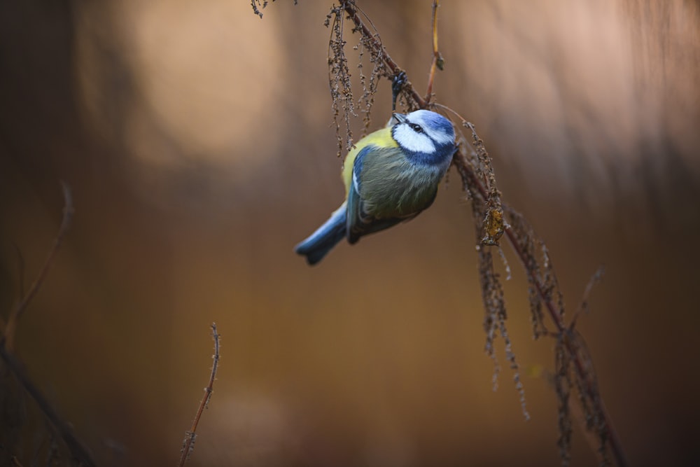 a small blue and yellow bird perched on a branch