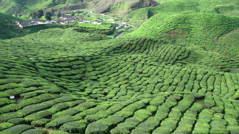 a lush green hillside covered in lots of bushes