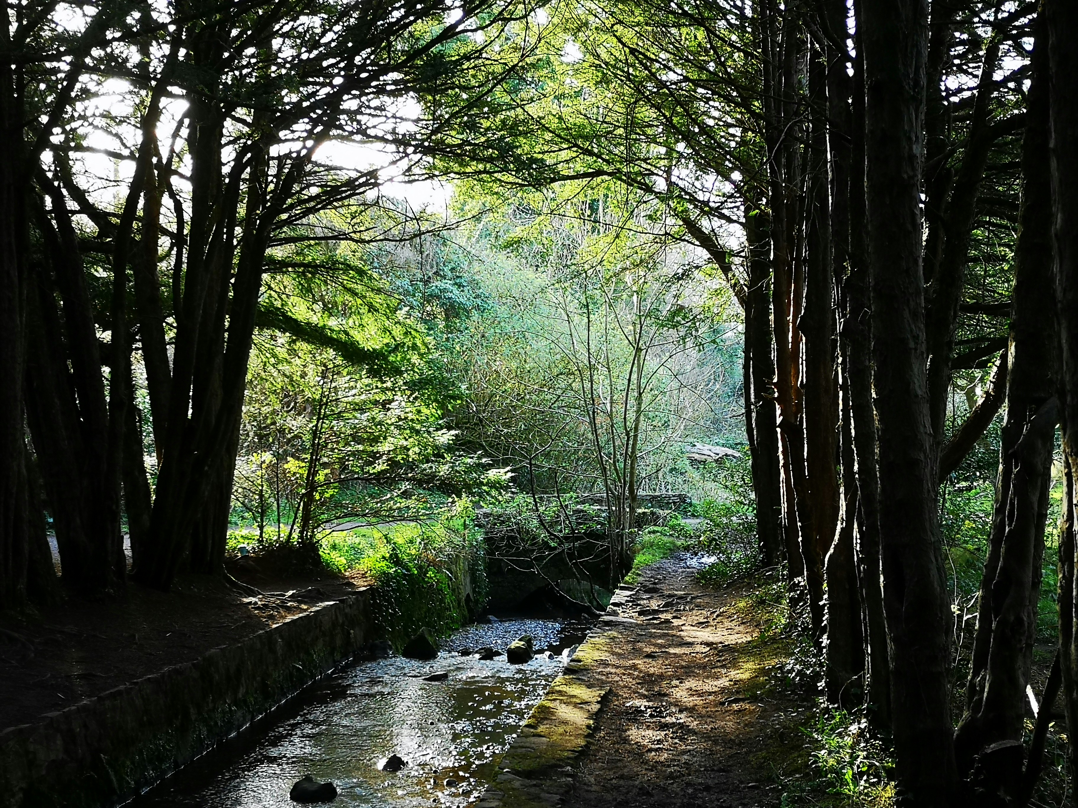 Ohara, Kurama, Kibune forest