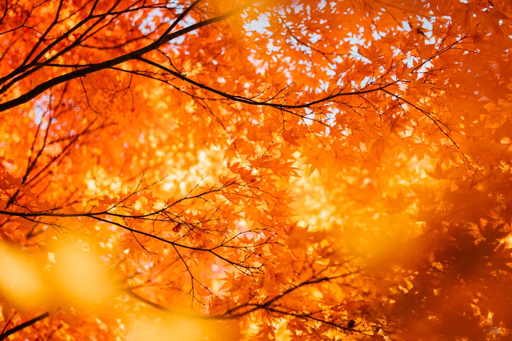 an orange tree with lots of leaves on it