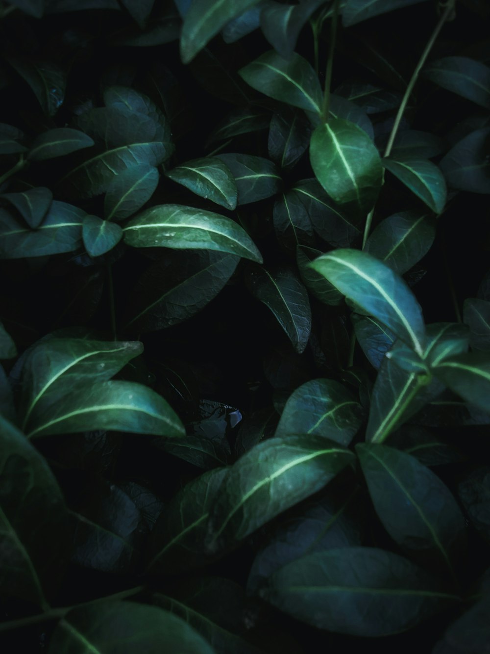 Dark Green Plant Pictures | Download Free Images on Unsplash