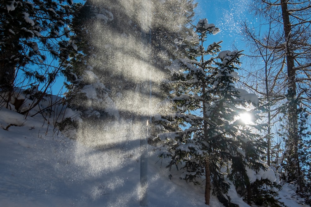 雪の中の木々の間から太陽が輝く