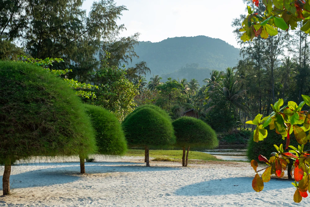 Palm trees leaning over the sand on a Koh Phangan beach