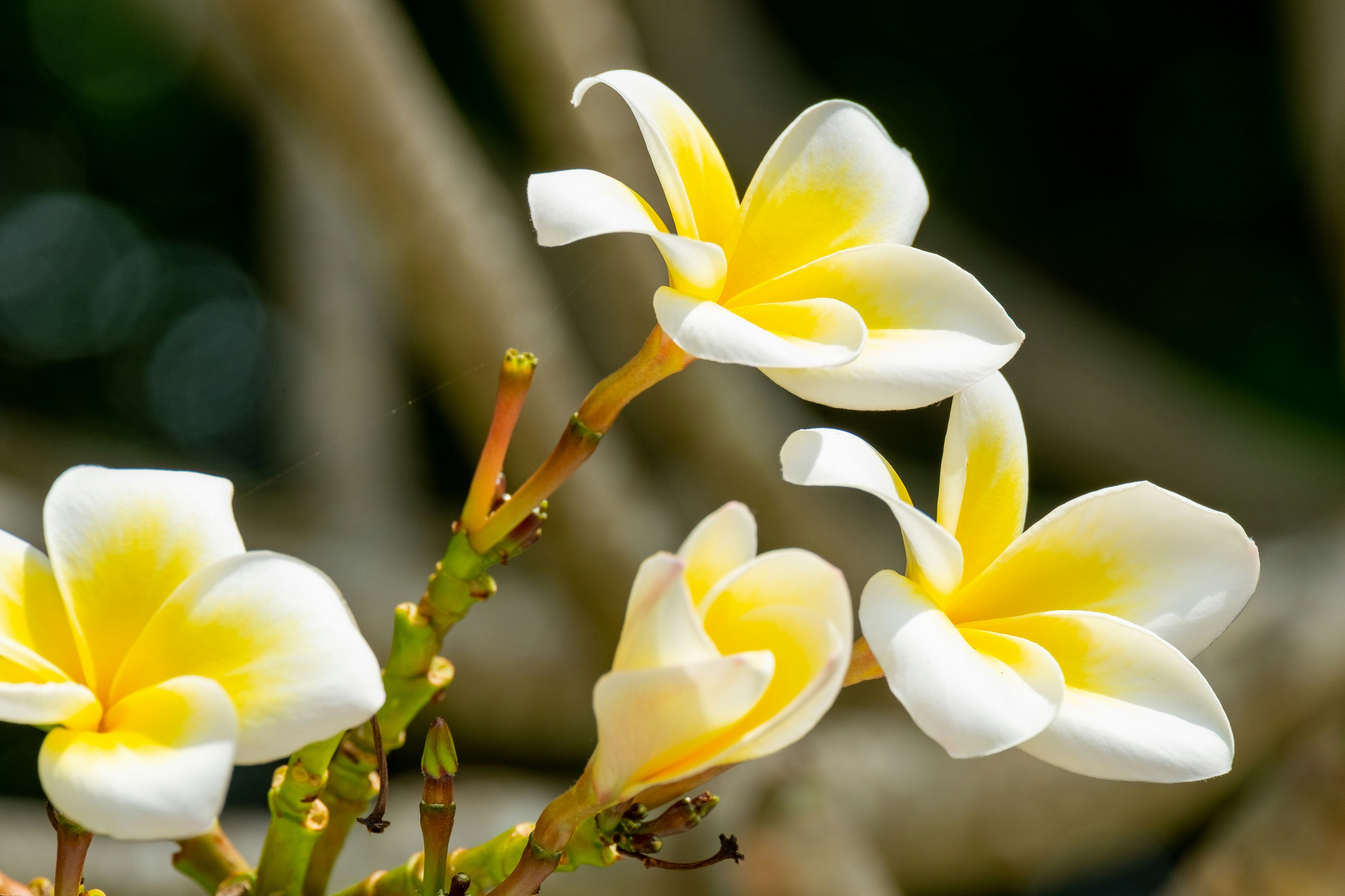 Photo by sashasmelova