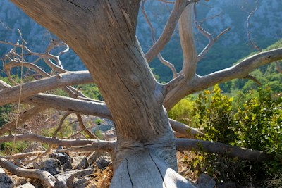 A large, weathered tree trunk with sprawling branches set against a backdrop of mountainous terrain. The texture of the wood is rough and aged, with no leaves on the branches. Greenery and shrubs are visible in the background, suggesting a natural forest setting.