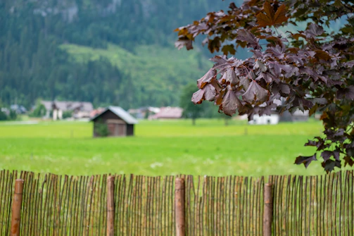 Rustic wooden fence framing a serene farm landscape with cows and trees.