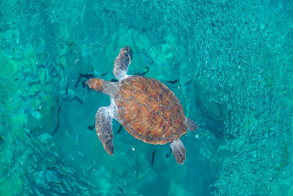 a turtle swimming in the ocean with a lot of fish around it