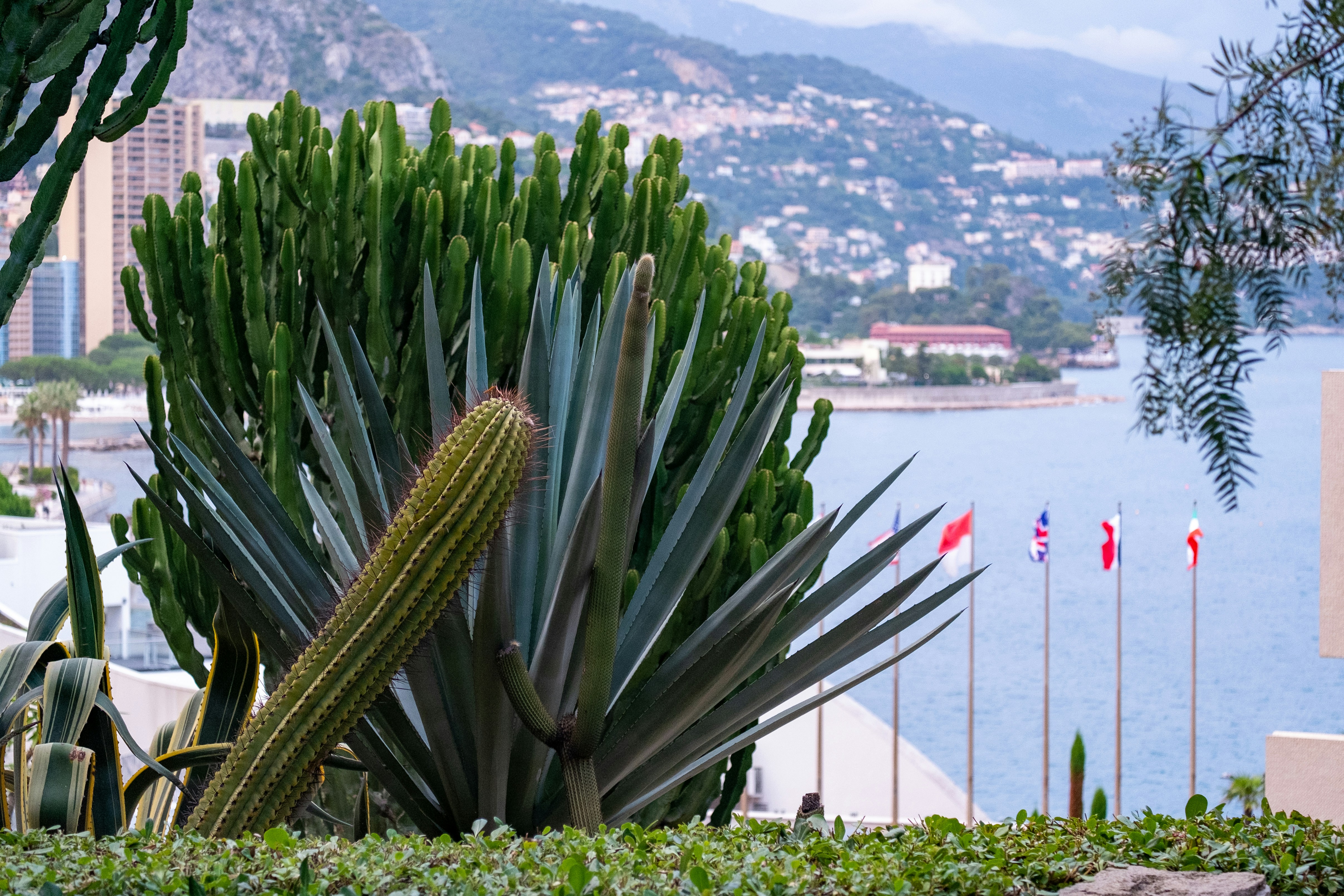 Exotic Garden Monaco Reopening 2026: What to Expect from Renovation