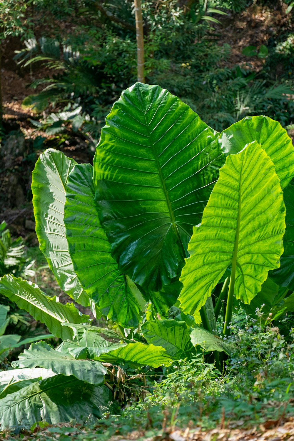 a large green leafy plant in the middle of a forest
