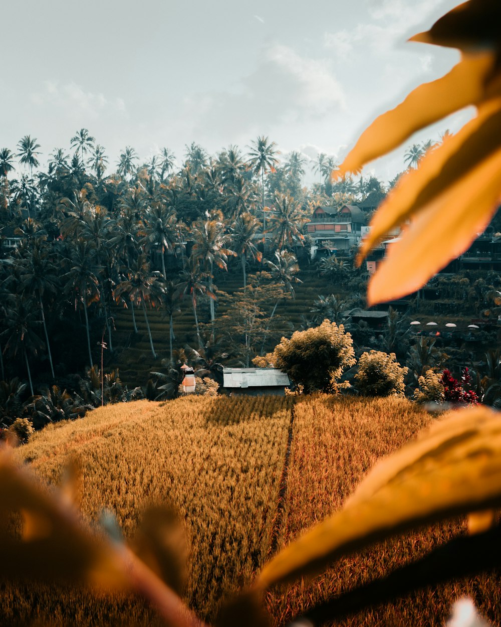 a field with a house in the middle of it