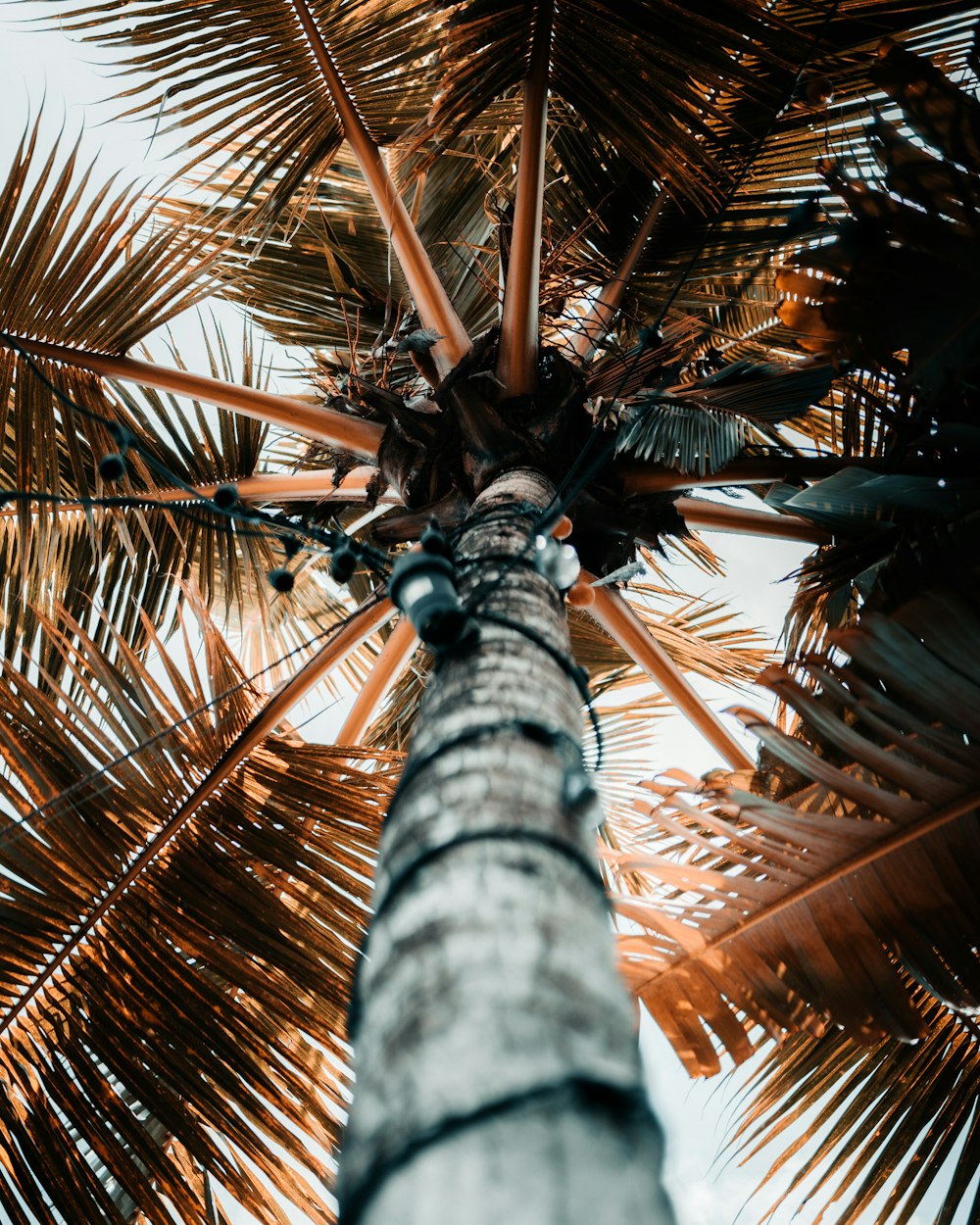 a tall palm tree with a sky background