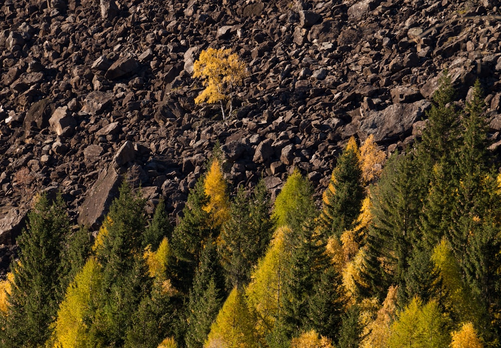 un gruppo di alberi che si trovano nella sporcizia