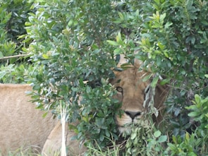 A lion partially concealed behind dense green foliage, peering through the leaves. The lush greenery creates a natural camouflage for the animal.