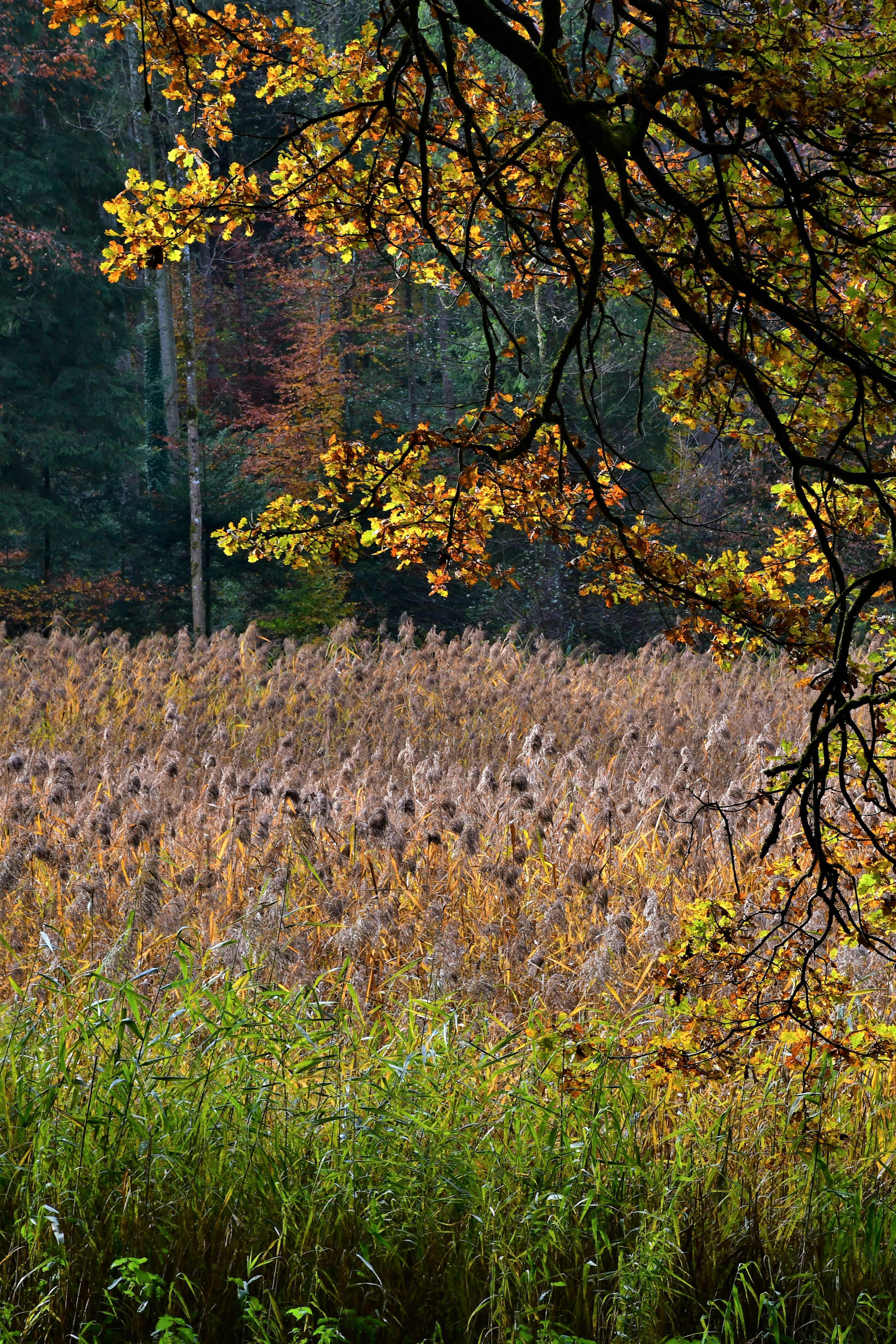 Photo by pedrino5_official