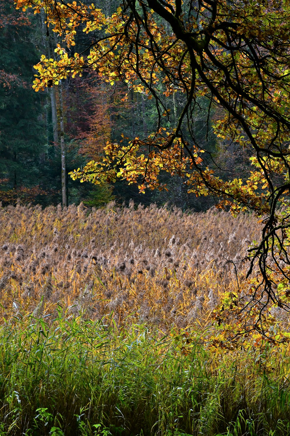 a field of tall grass with trees in the background