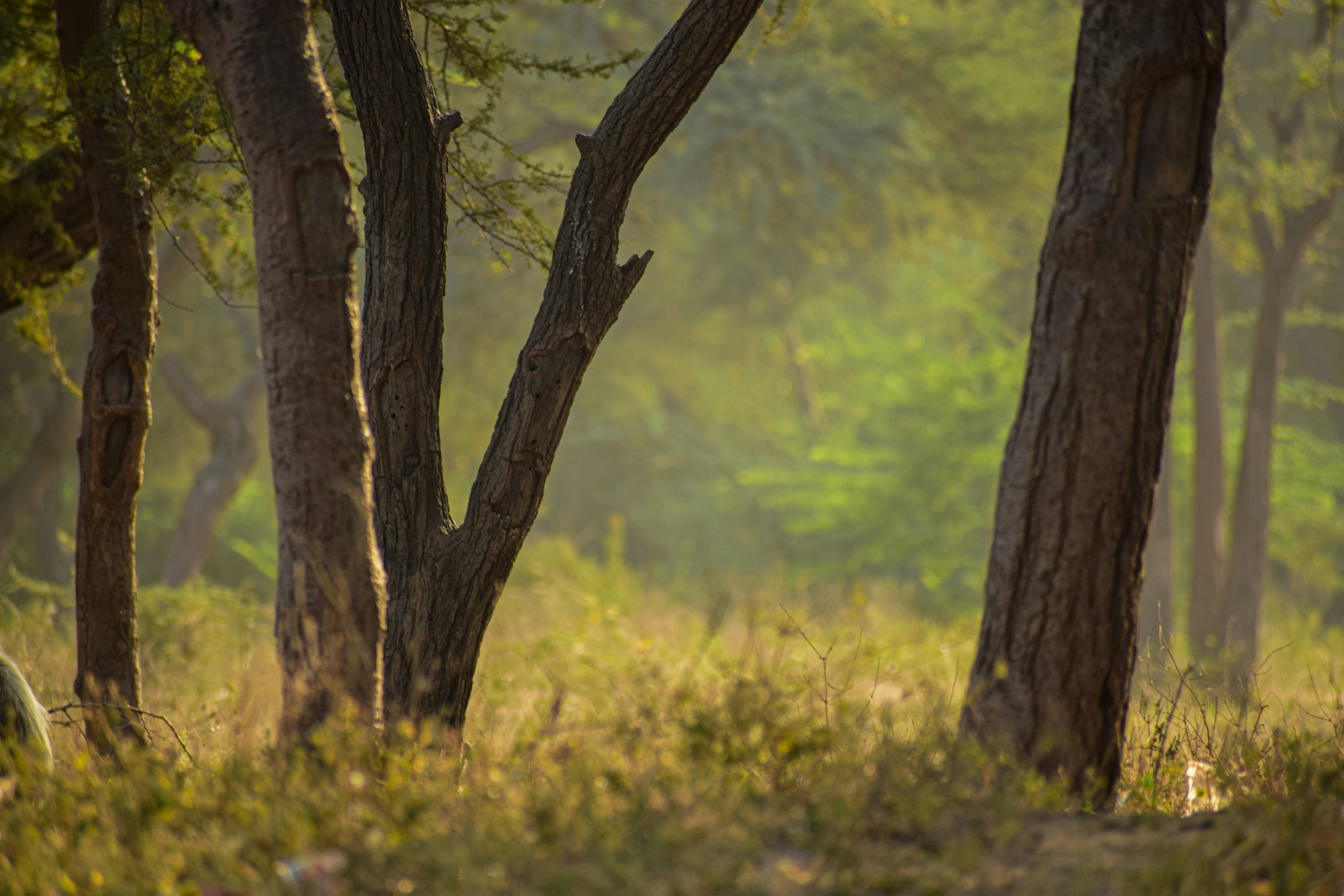 Photo by mitulsinh_5244