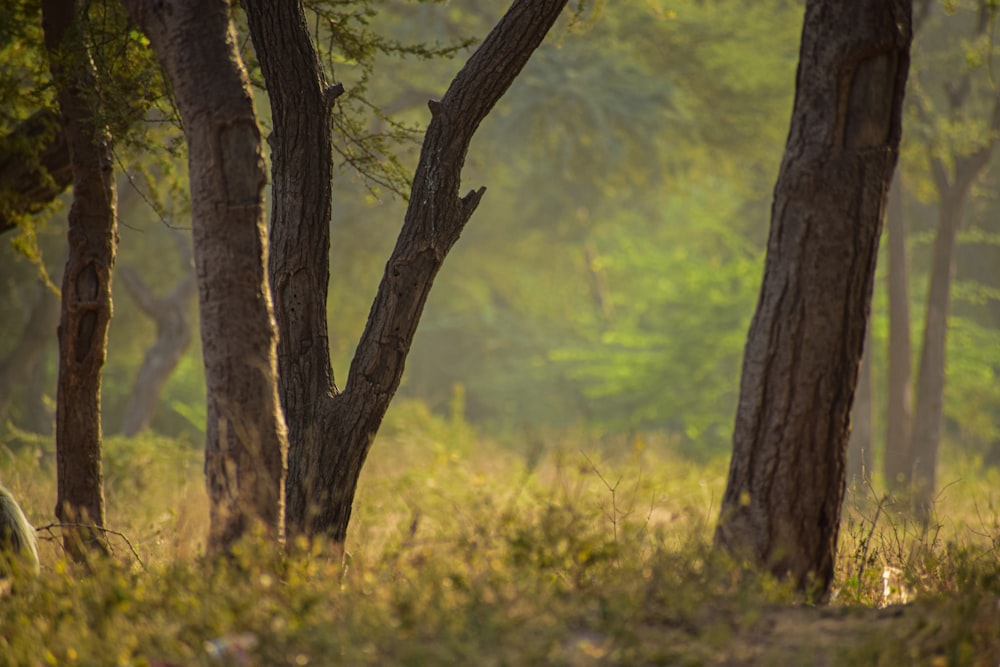 a zebra standing in the middle of a forest