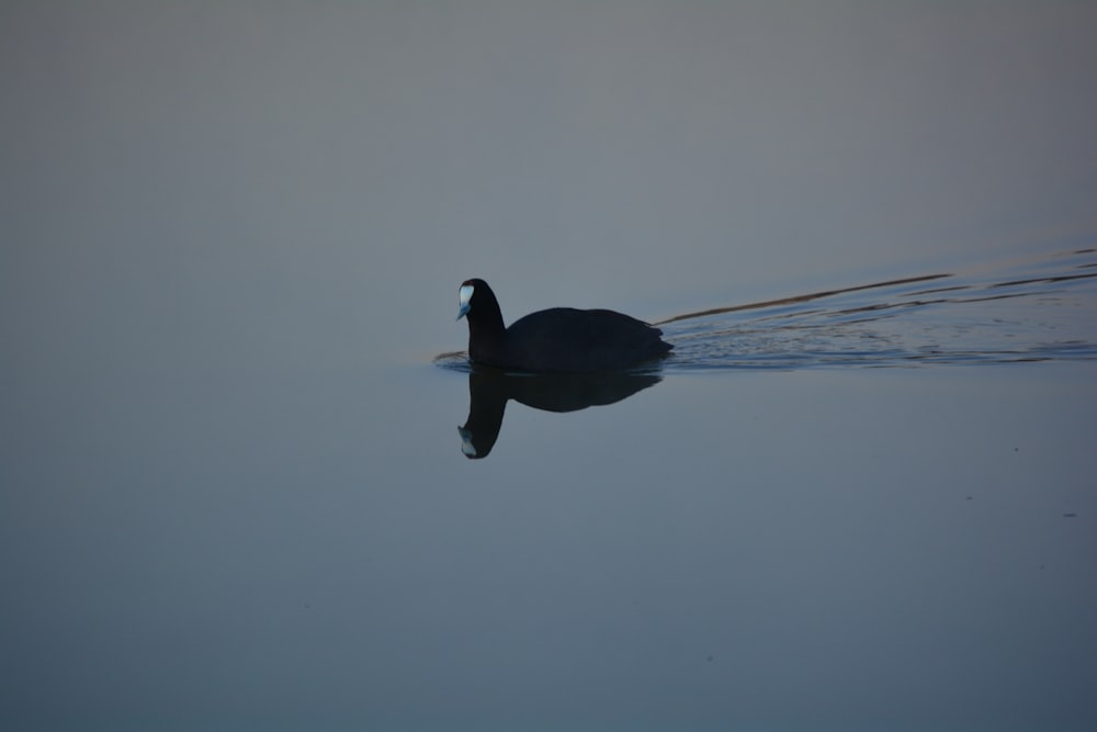 a black swan floating on top of a body of water