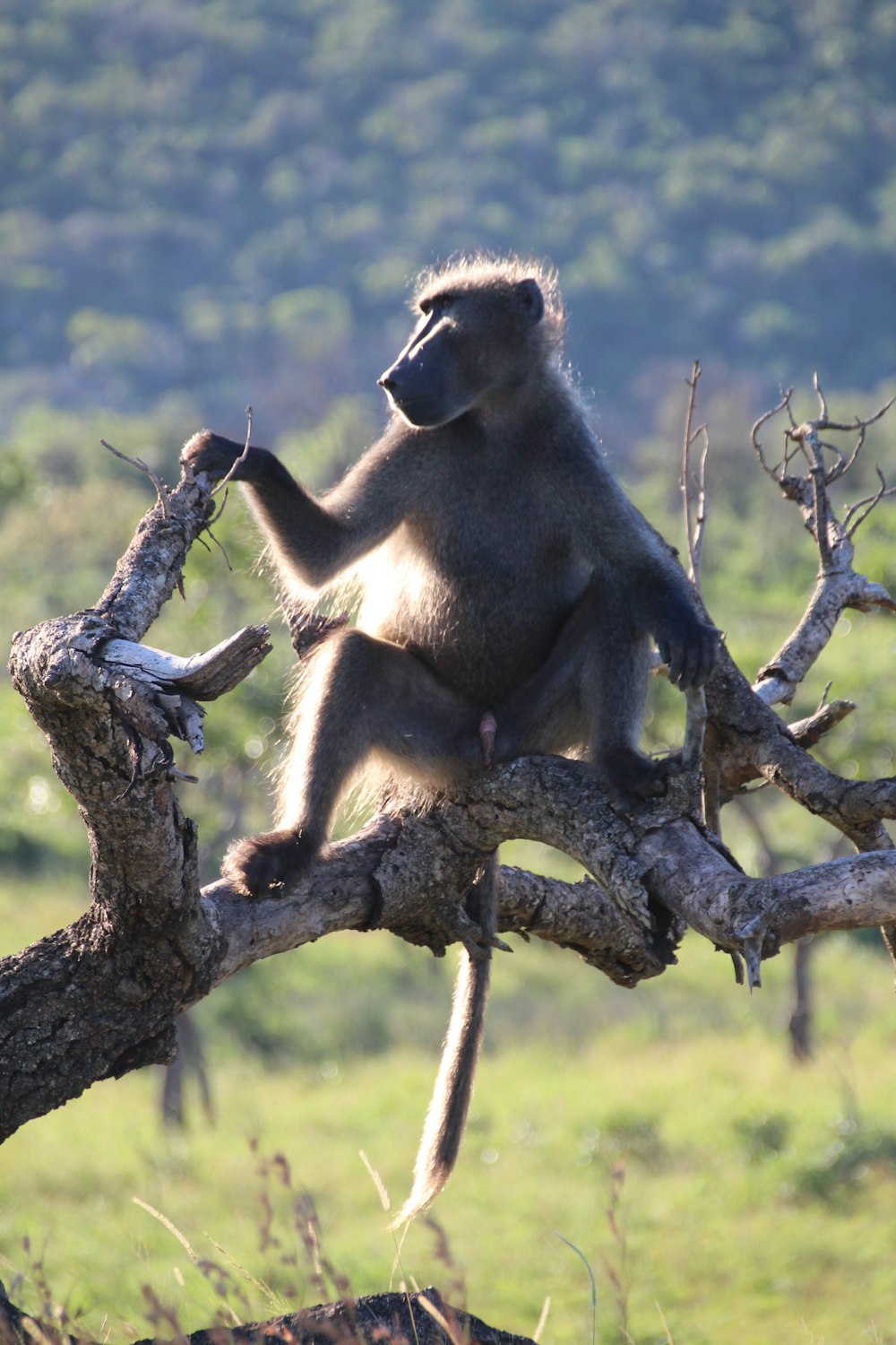 a monkey sitting on a tree branch in a field