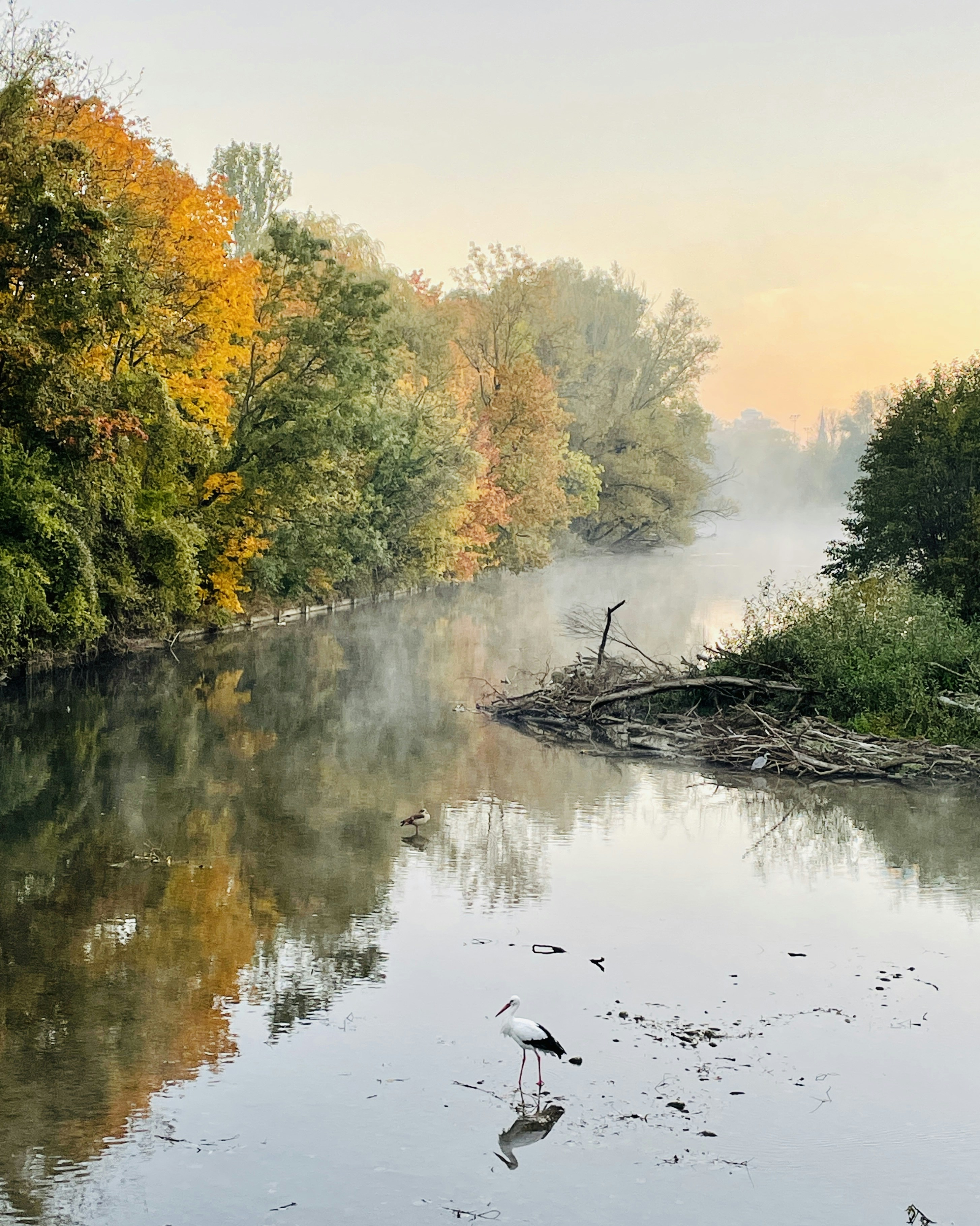 a bird is standing on the bank of a river