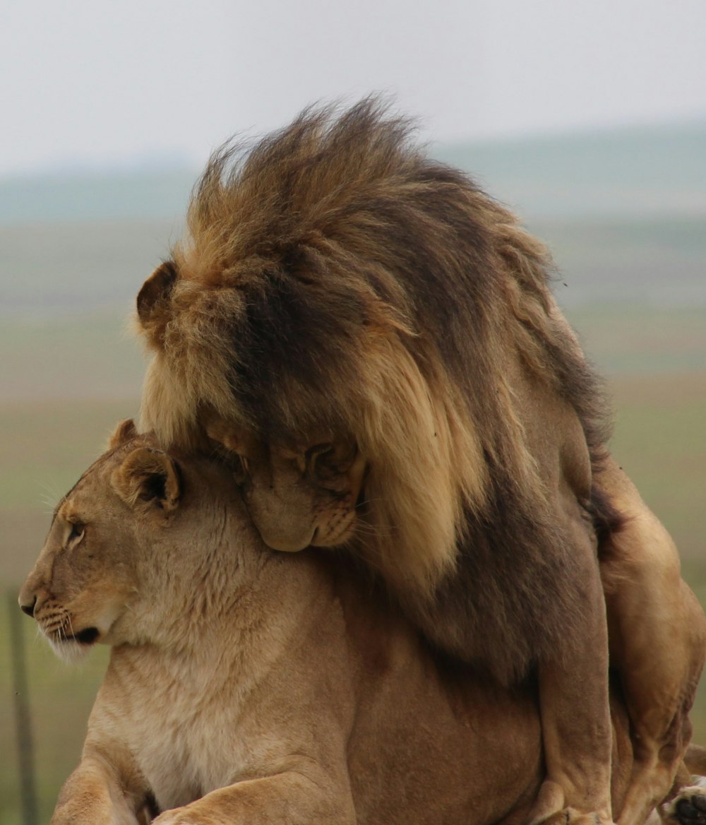 a lion sitting on the back of another lion