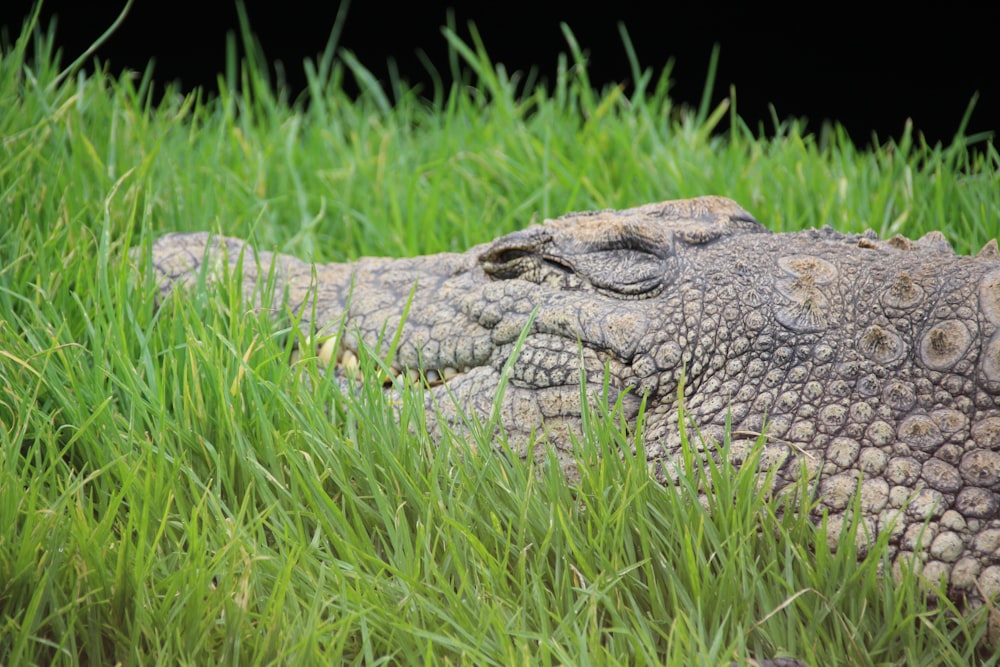a close up of an alligator's head in the grass