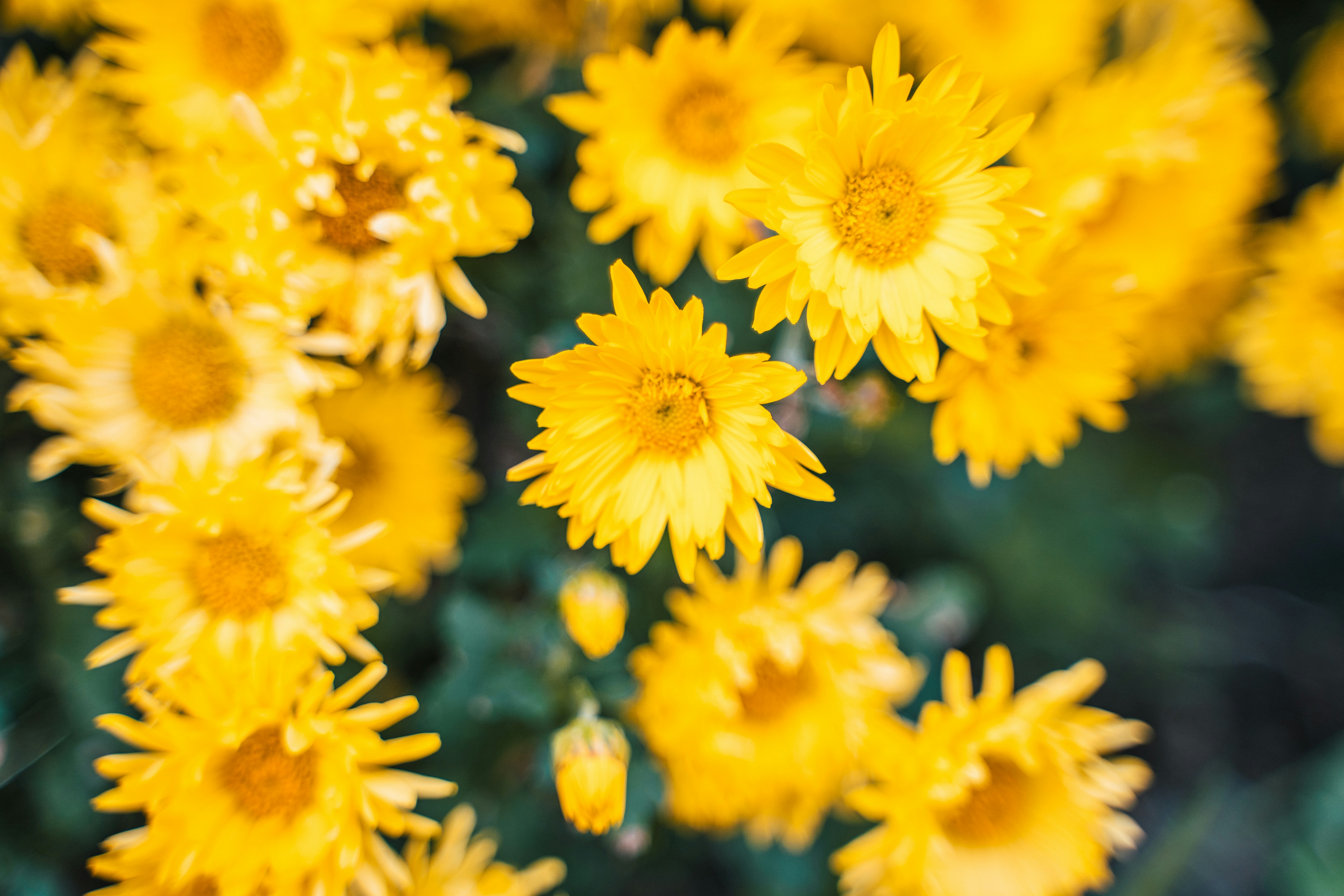 a bunch of yellow flowers that are blooming